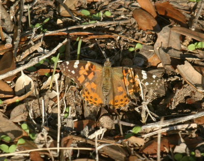 1013cooks 029paintedLady.jpg