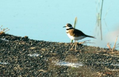 1014cooks 018killdeer.jpg