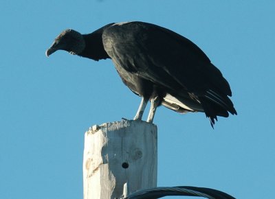 1014cooks 025blackvulture.jpg