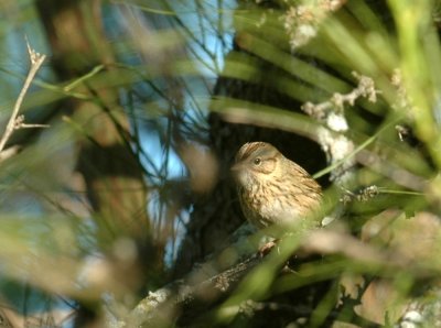 1014cooks 047lincolnsSparrow.jpg