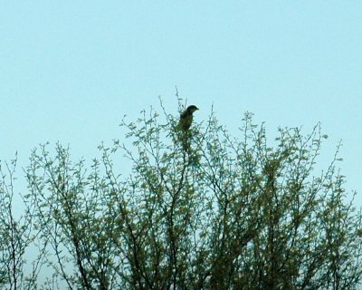 1015cooks 017scrubjay.jpg