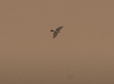 1015cooks 041coopershawk.jpg