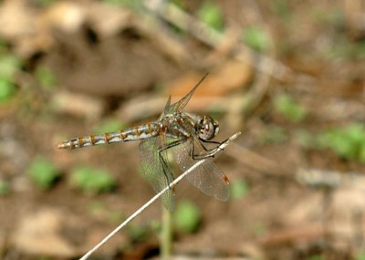 1015cooks 051variegatedmeadowhawk.jpg