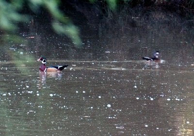 1015cooks 046woodducks.jpg