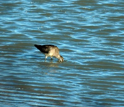 1018cooks 047longbilleddowitcher.jpg