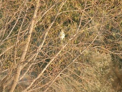 1019cooks 002coopershawk.jpg