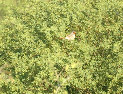 1019cooks 011pyrrhuloxia.jpg