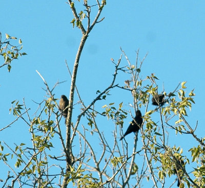 1019cooks 018cowbirds.jpg