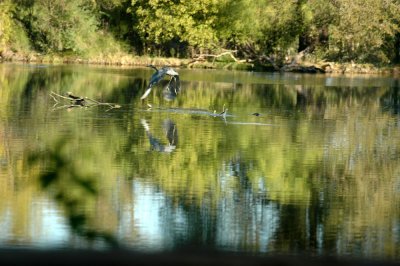 1019cooks 024greatblueheron.jpg