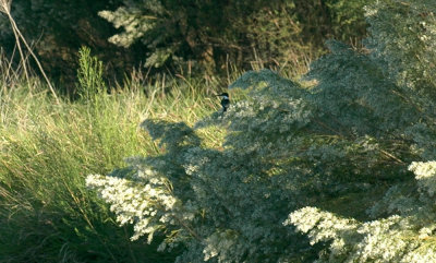 1019cooks 030greenkingfisher.jpg