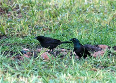 1210Cook 061commonGrackle.jpg