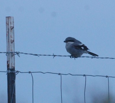 1211cooks 052loggerheadShrike.jpg