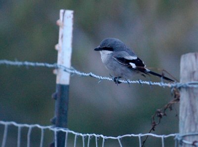 1211cooks 061loggerheadShrike.jpg