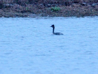 1215iphone 019earedGrebe.jpg