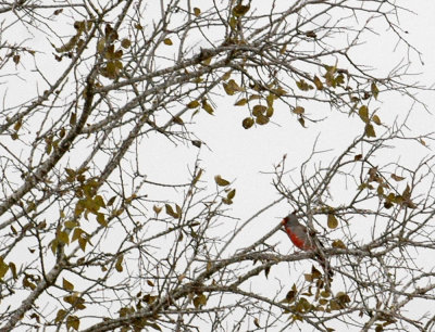 1218uvaldecounty 050pyrrhuloxia.jpg