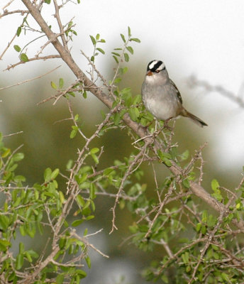 1218uvaldecounty 054happyholidaysWhiteCrownedSparrow.jpg