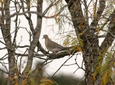 1218uvaldecounty 057mourningdove.jpg