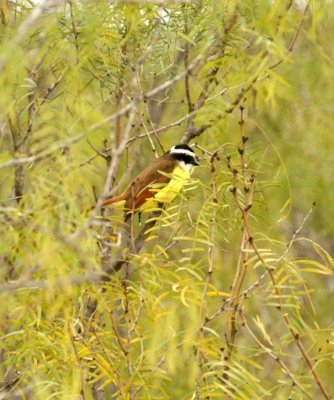 1218uvaldecounty 087greatkiskadee.jpg