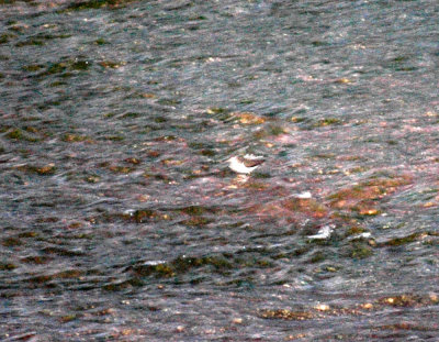 11kerrvillecbc 023spottedsandpiper.jpg