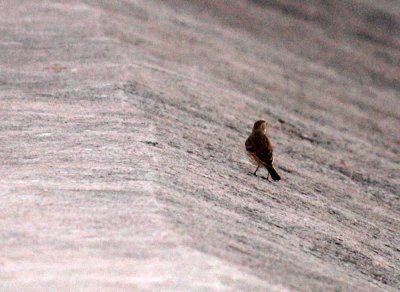 11kerrvillecbc 033americanpipit.jpg