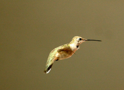 15yyard 021hummingbirdzzzzzz.jpg