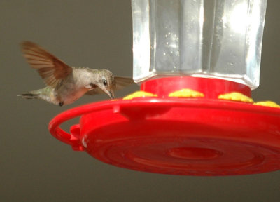 15yyard 028hummingbirdzzzzzzzzz.jpg