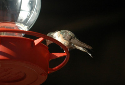 17reaganwells 111hummingbirdzzzzzzzz.jpg