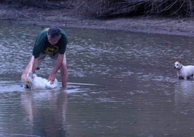 18cooksPelican 043such a day for a swim  american pelican rescue.jpg