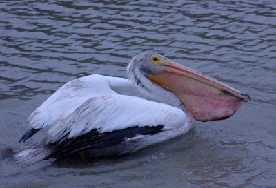 18cooksPelican 054american white pelican freed.jpg