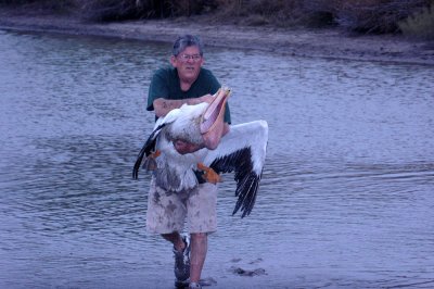 18cooksPelican 047american white pelican rescue  rasa.jpg