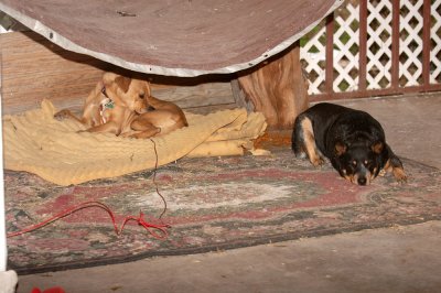112yard 005letsleepingdogslie.jpg