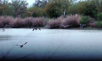 37cooks2012 005bluewingedteal.jpg
