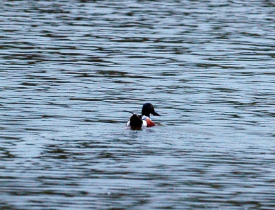 37cooks2012 035northernShoveler.jpg