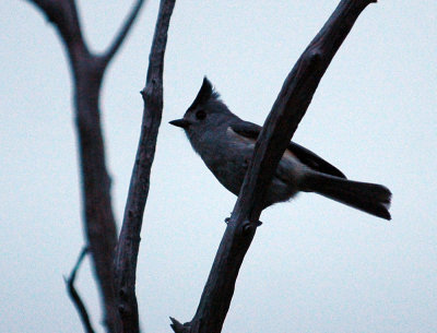 313neals 004blackcrestedtitmouse.jpg
