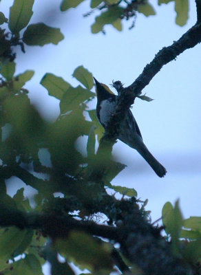 313neals 015goldencheekedwarbler.jpg