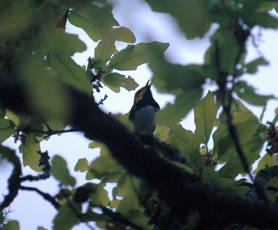313neals 036GCWarbler.jpg