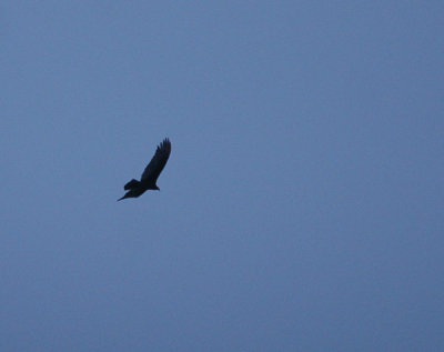 313neals 139turkeyvulture.jpg