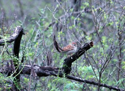 313neals 178chippingsparrow.jpg