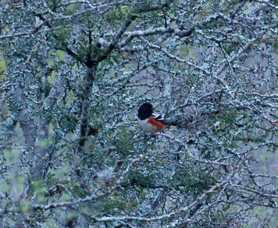 313neals 217spottedtowhee.jpg
