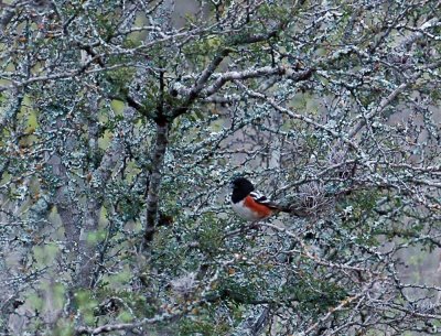 313neals 218spottedTowhee.jpg