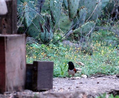 spottedtowhee.jpg