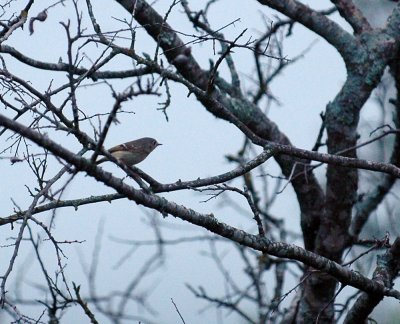 315neals 043rubycrownedkinglet.jpg