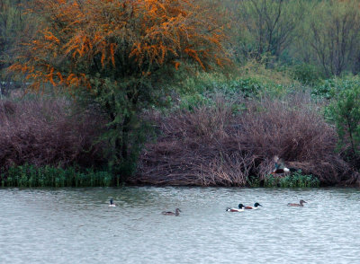 316cooksneals 093northernshovelers.jpg