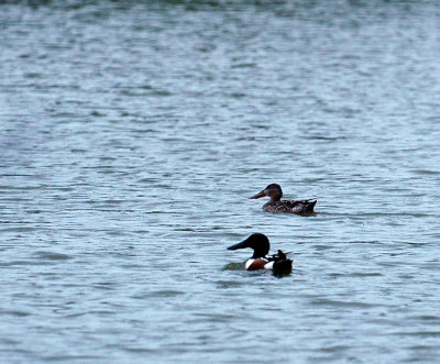 316cooksneals 103northernshoveler.jpg