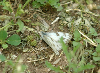 316cooksneals 160checkeredwhite.jpg