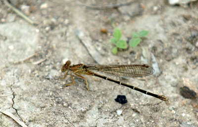 316cooksneals 172kiowadancer.jpg