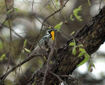 317neals 069yellowthroatedwarbler.jpg