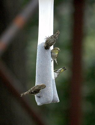 317neals 096pinesiskenAmericanGoldfinch.jpg