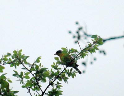 317neals 140parula.jpg
