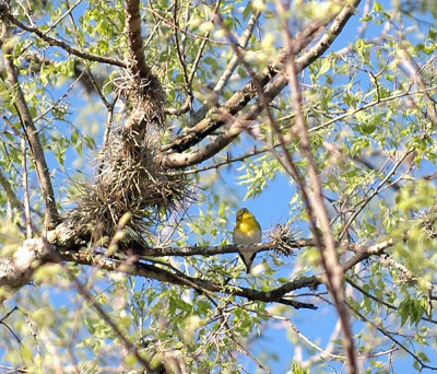 321neals 033yellowthroatedvireo.jpg
